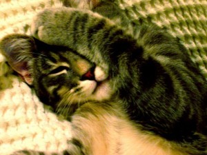 hangover-cat-pics-part2-3