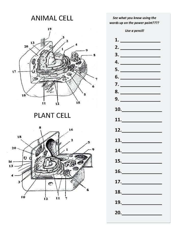 plant-and-animal-cell-parts-and-functions-chart